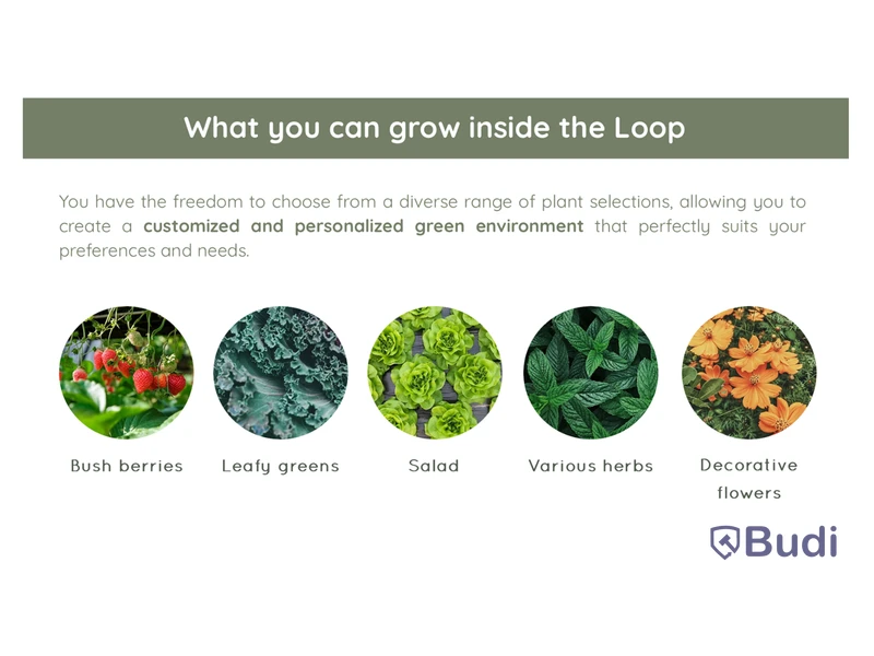 Hydroponic system Hollbium, The Loop