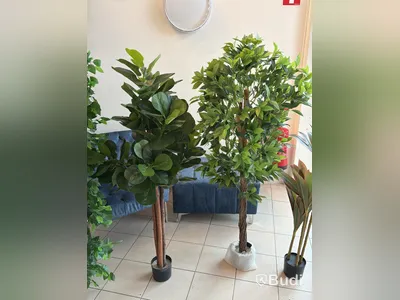 5 st konstväxter, 110-180 cm
