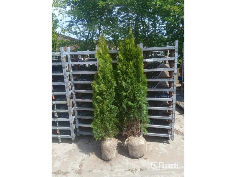 "Truck deal" - 390 st häckplantor, Thuja Smaragd, 180-200 cm - Fri frakt