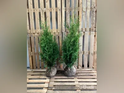 100 st häckplantor, Thuja Brabant, 80-100 cm - Fri frakt