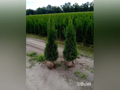 40 st häckplantor, Thuja Smaragd, 120-140 cm - Fri frakt