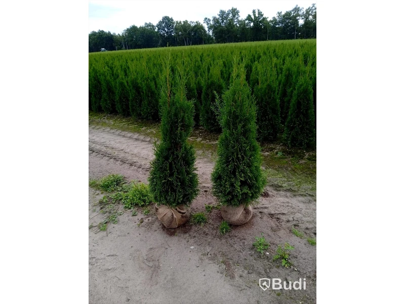 40 st häckplantor, Thuja Smaragd, 120-140 cm - Fri frakt