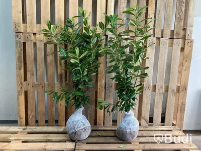 80 st häckplantor, Lagerhägg, Prunus laurocerasus Novita, 80-100 cm - Fri frakt