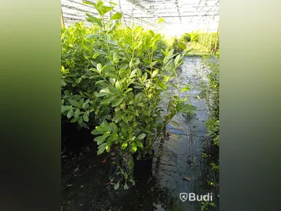 35 st häckplantor, Lagerhägg, Prunus laurocerasus Novita, 100-120 cm - Fri frakt