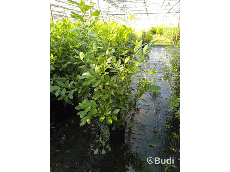 35 st häckplantor, Lagerhägg, Prunus laurocerasus Novita, 100-120 cm - Fri frakt