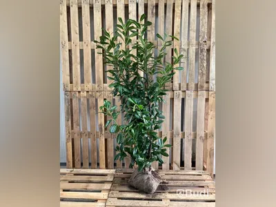 35 st häckplantor, Lagerhägg, Prunus laurocerasus Novita, 125-150 cm - Fri frakt