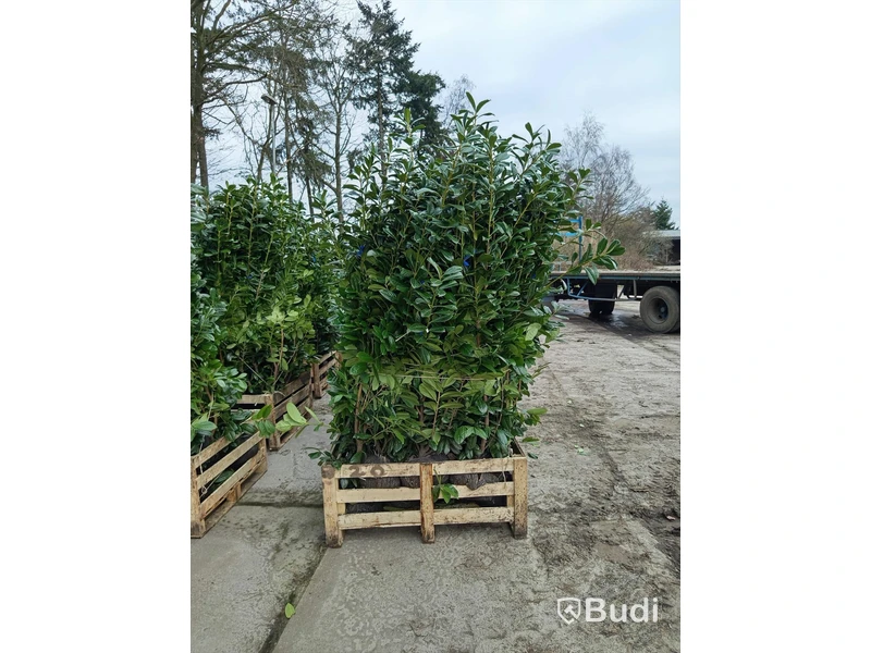 20 st häckplantor, Lagerhägg, Prunus laurocerasus Novita, 175-200 cm - Fri frakt