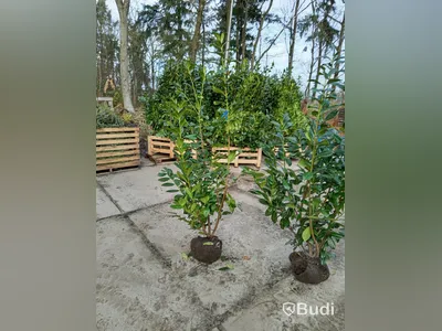 20 st häckplantor, Lagerhägg, Prunus laurocerasus Novita, 175-200 cm - Fri frakt