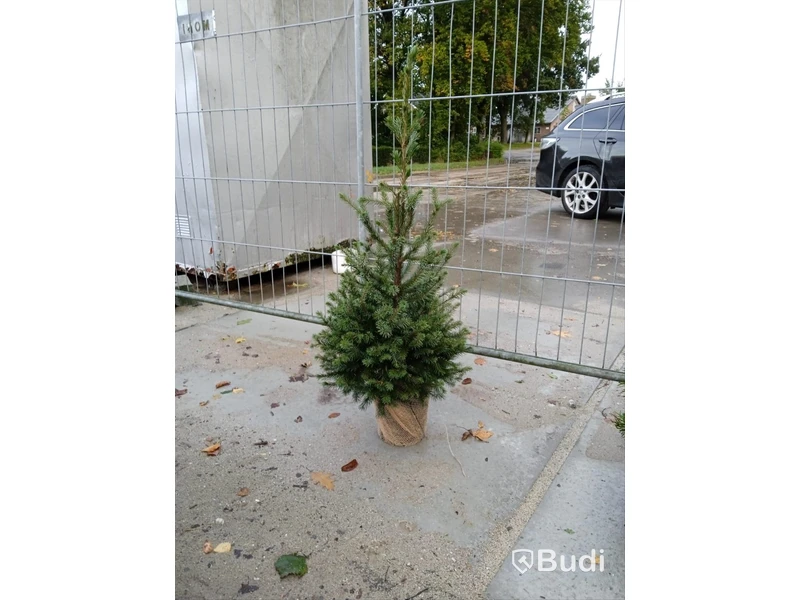 125 st häckplantor, Serbgran, Norway Spruce 'Picea Omorika', 60-80cm - Fri frakt