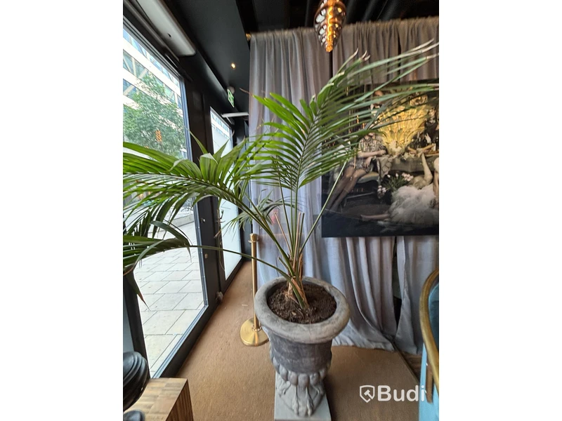 3 Plants incl. Pots