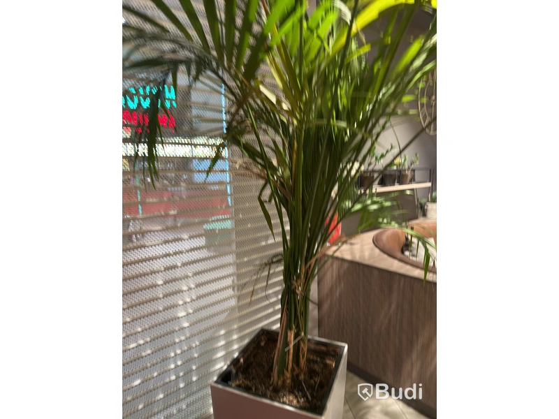 Kruka