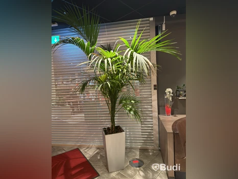 Kruka