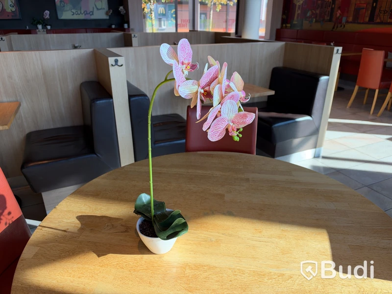 Växter & plastblommor