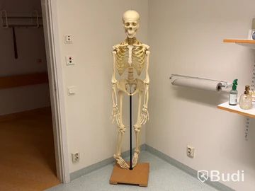 Anatomiska modeller, skelett och kroppsdelar