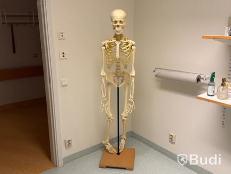 Anatomiska modeller, skelett och kroppsdelar