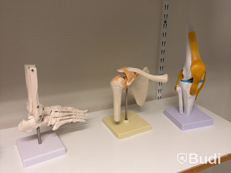 Anatomical models, skeleton, and body parts