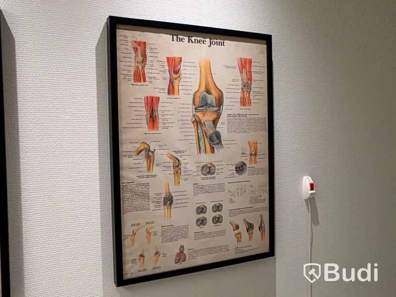 Anatomical models, skeleton, and body parts