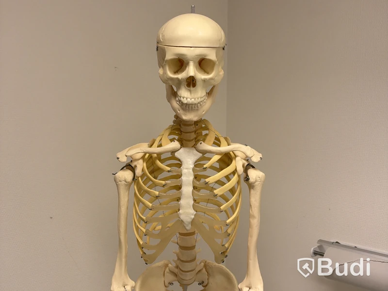 Anatomical models, skeleton, and body parts