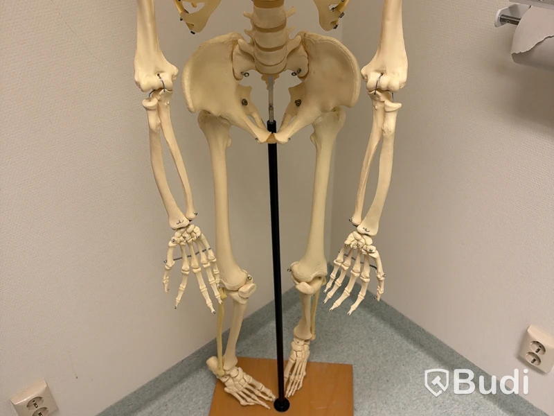 Anatomical models, skeleton, and body parts