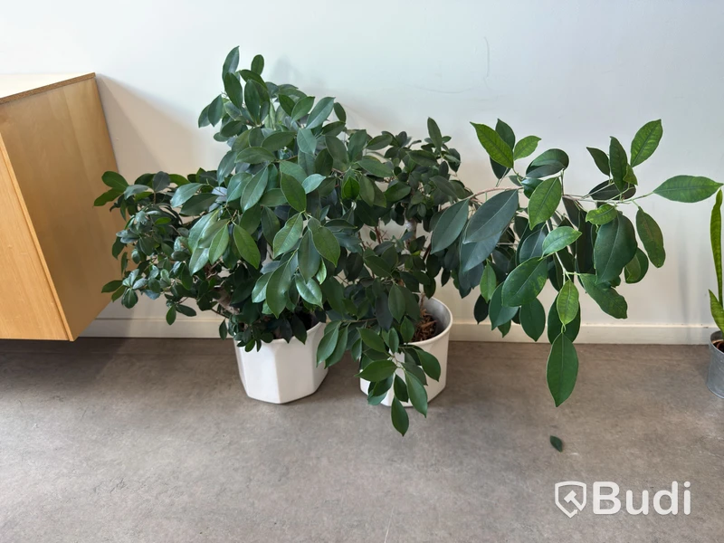 2 Potted Plants