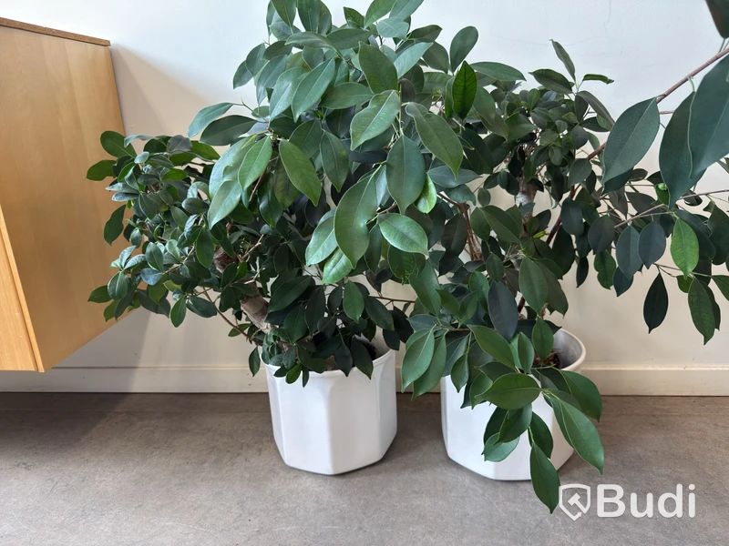 2 Potted Plants