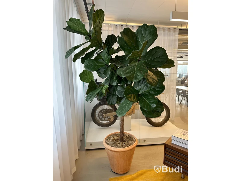 Kruka med växt, H220 cm