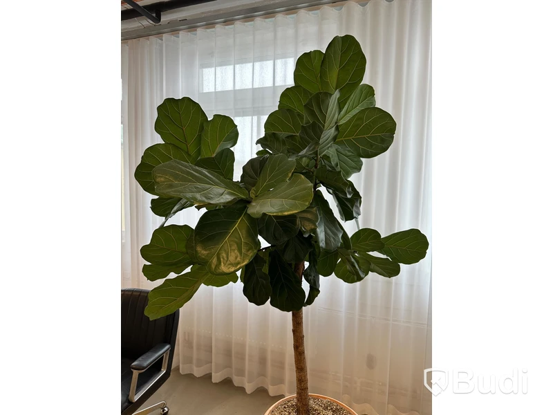 Kruka med växt, H220 cm