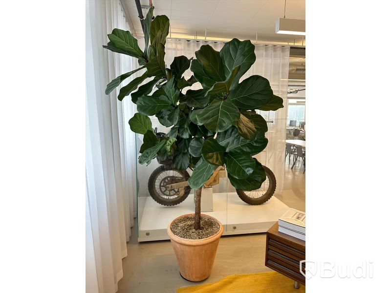 Kruka med växt, H220 cm