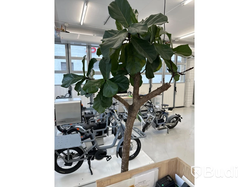 Kruka och växt, 240 cm