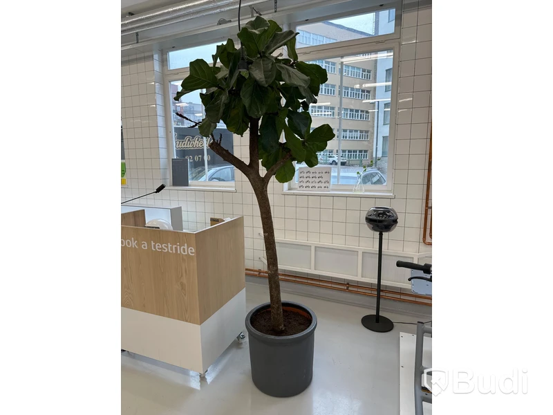 Kruka och växt, 240 cm