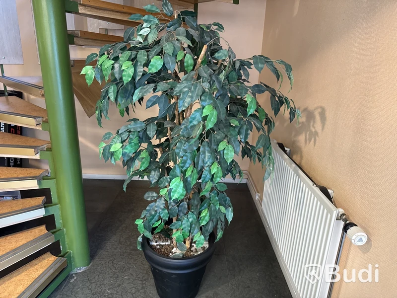 Konstväxt