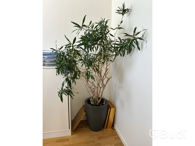 Kruka med växt