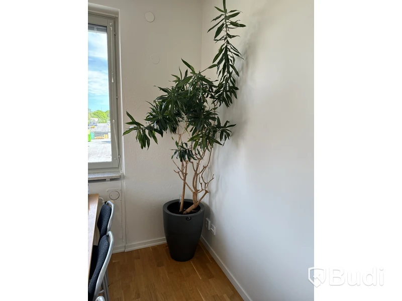Kruka med växt