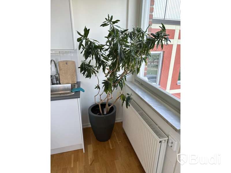 Kruka med växt