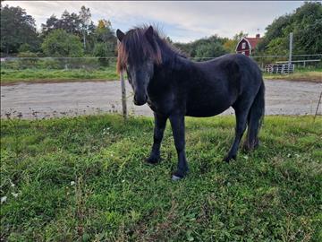 Islandshäst, Snarfari från Ryssbo Gård