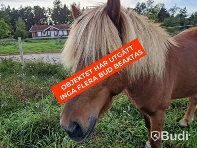 Islandshäst, Naggur från Ryssbo Gård