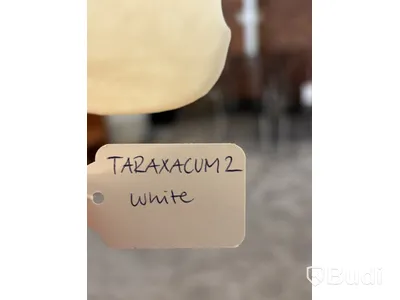Taklampa Flos Taraxacum S2. Ord. pris inkl. moms: ca 26 930 kr