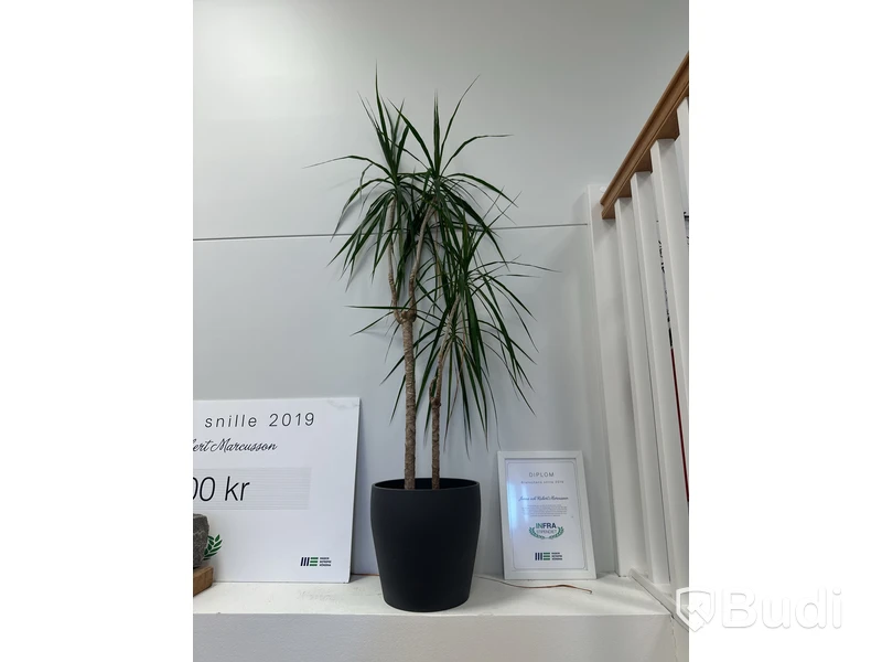 2 st. Krukväxter