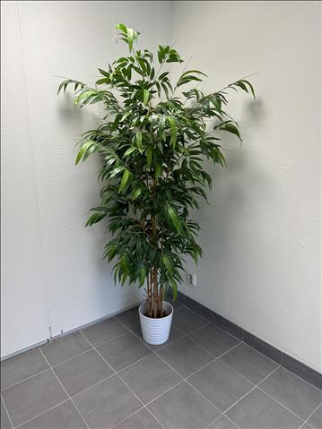 Plastväxt
