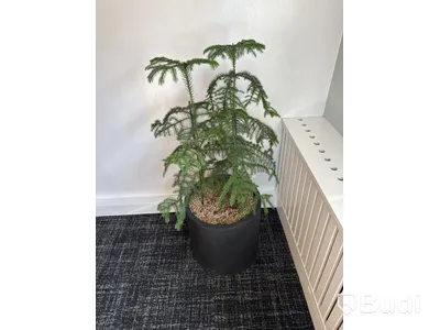Växt i kruka