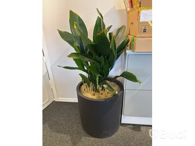Växt i kruka