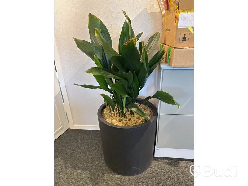 Växt i kruka