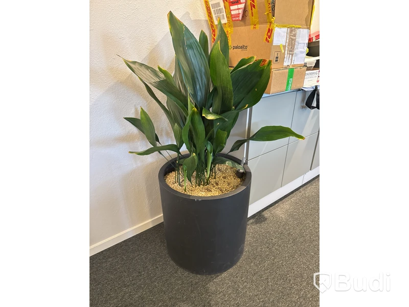 Växt i kruka