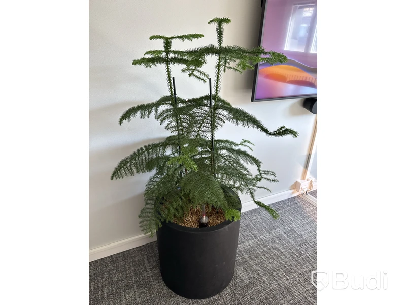 Växt i kruka