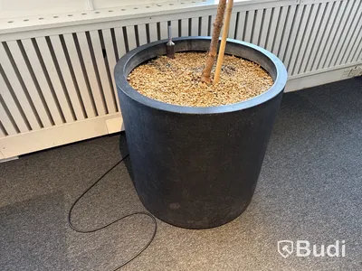 Stor växt i kruka