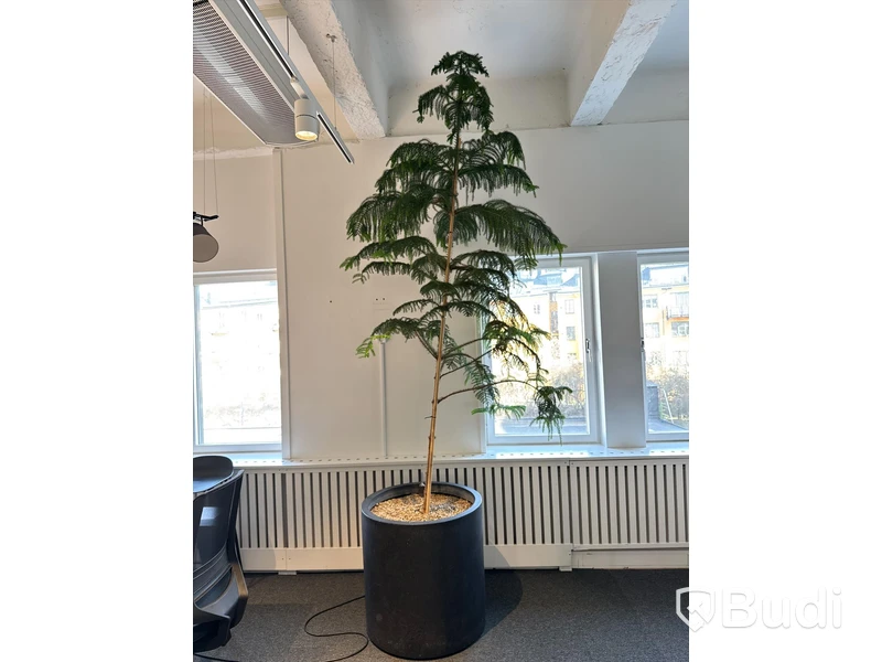 Stor växt i kruka