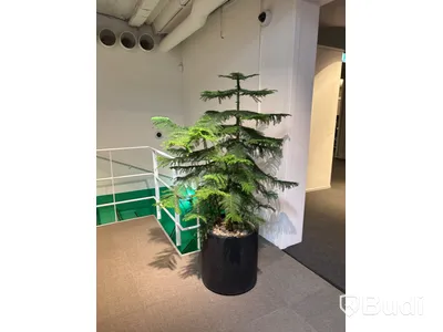 Växt