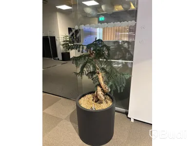 Växt