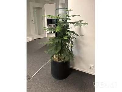 Växt