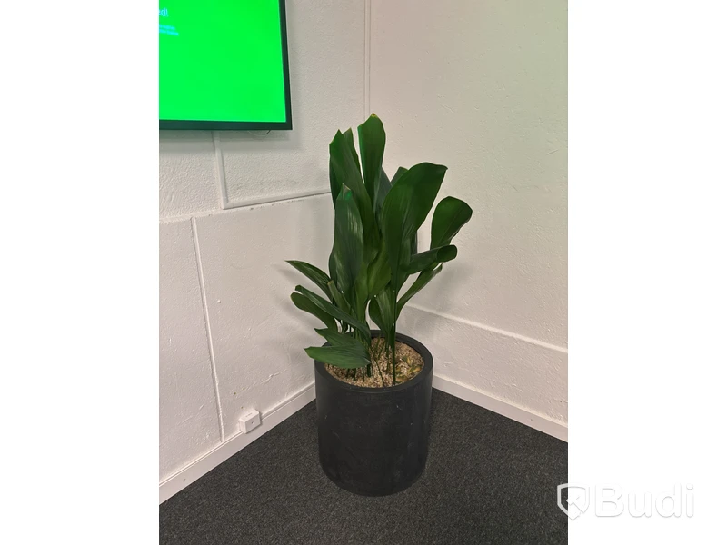 Växt
